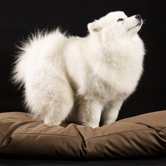 Ninfea cuscino per cani e gatti Brando - Agof Store