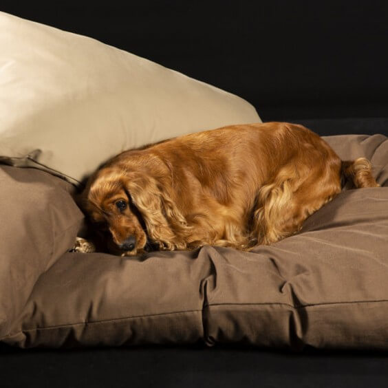 Ninfea cuscino per cani e gatti Brando - Agof Store