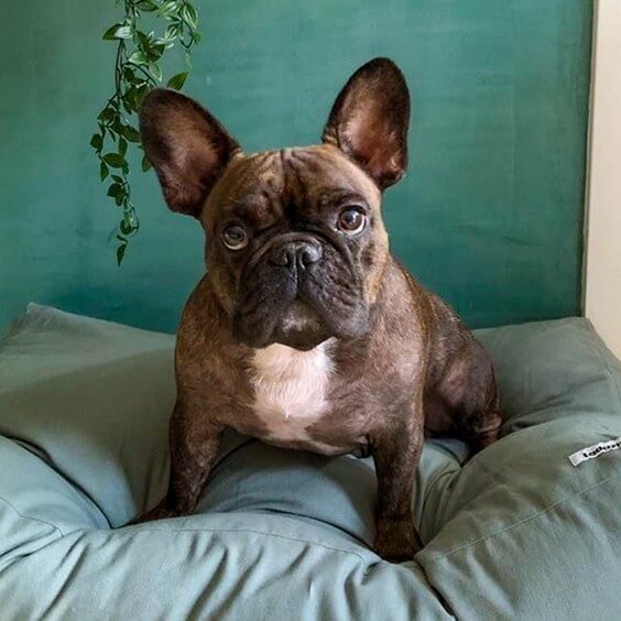 Tadazhi Tobine cuscino per cani - Agof Store
