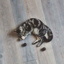 MiaCara Filo Katzenspielzeug - Agof Store
