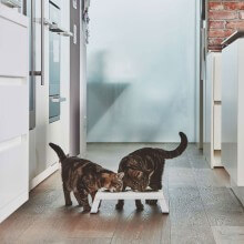 MiaCara Desco pet bowl set - Agof Store
